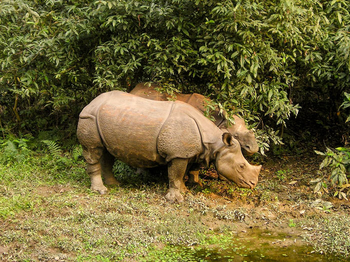 Chitwan National park, a UNESCO heritage site: what to do in Chitwan National Park