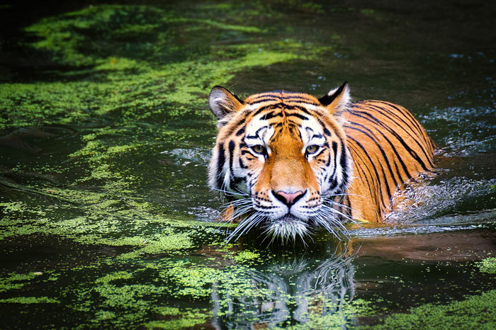 Tiger Royal bengal tiger at Chitwan national park