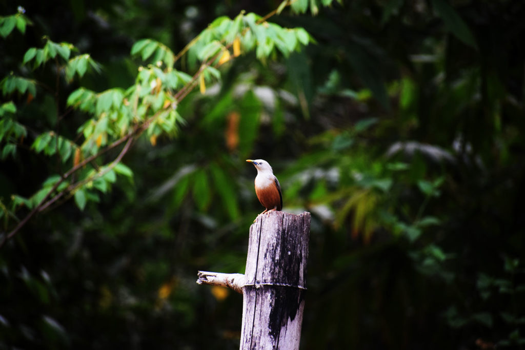 birding at old magazine house Dandeli