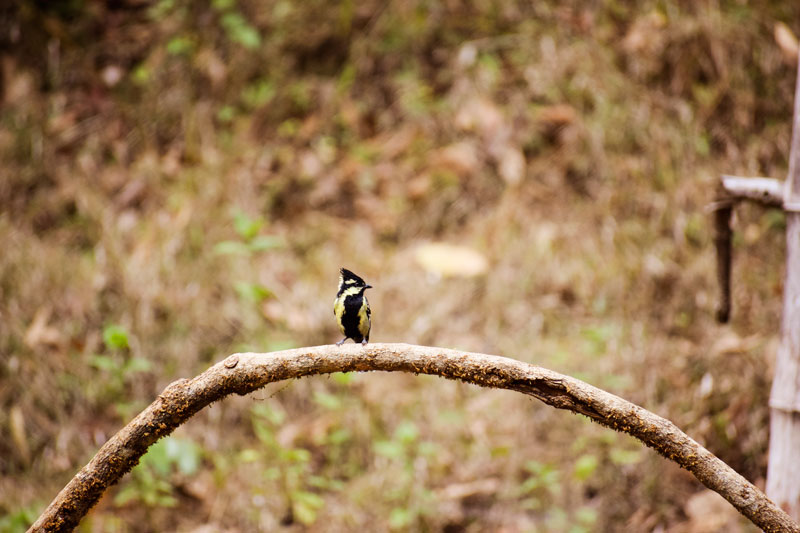 Birding at Dandeli