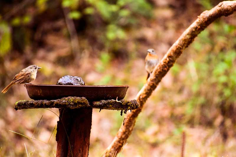 Birding at Dandeli