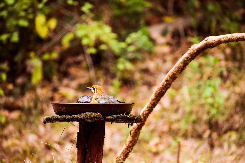 Birding at Dandeli