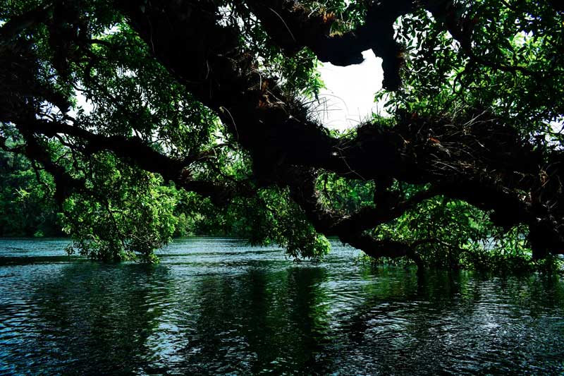 Mangroves on kali iver. We road a coracle on the kali river at Dandeli