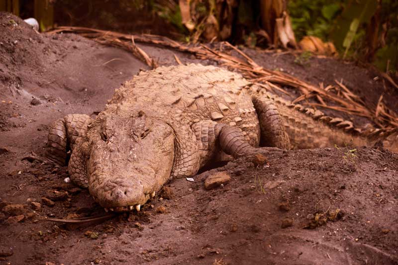 Crocodile of kali river at Dandeli. Things to do in Dandeli.