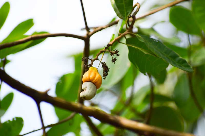 cashew tree at Dandeli