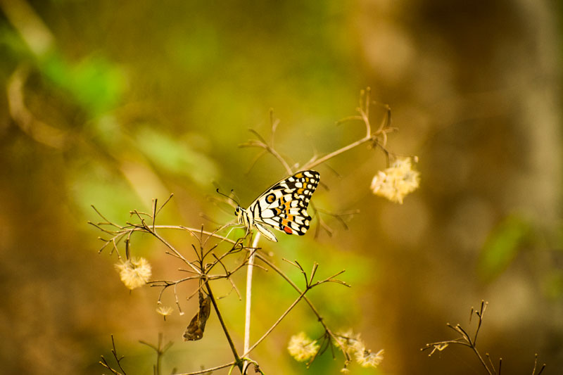 The jungle walk at Dandeli