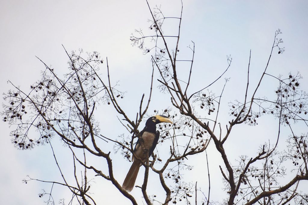 hornbill at Dandeli