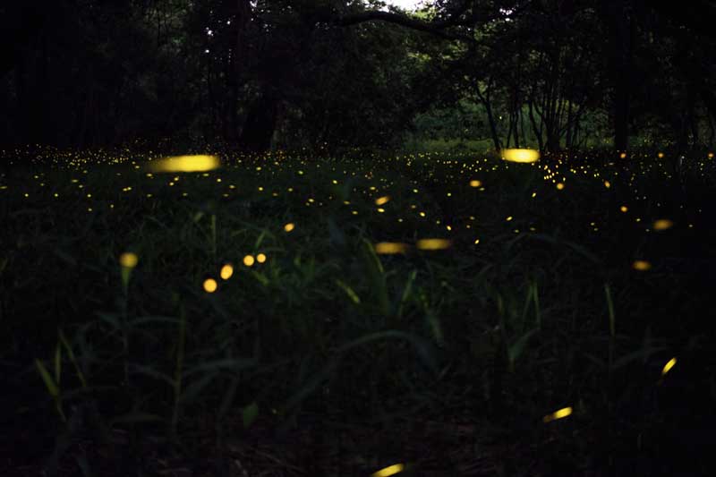 Purushwadi Fireflies Festival by the Grassroutes