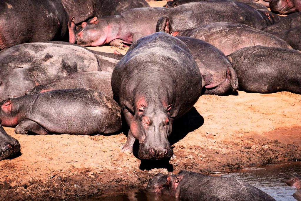 Hippo pod at Masai Mara, Kenya