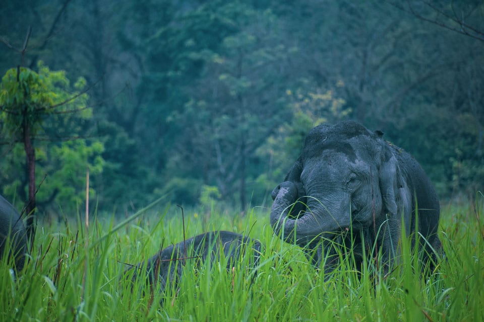 Safari at the Manas National Park