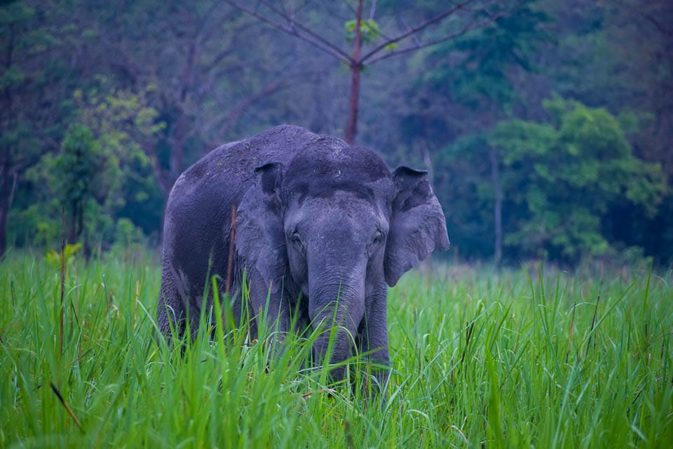 Asian female elephants who dances short after