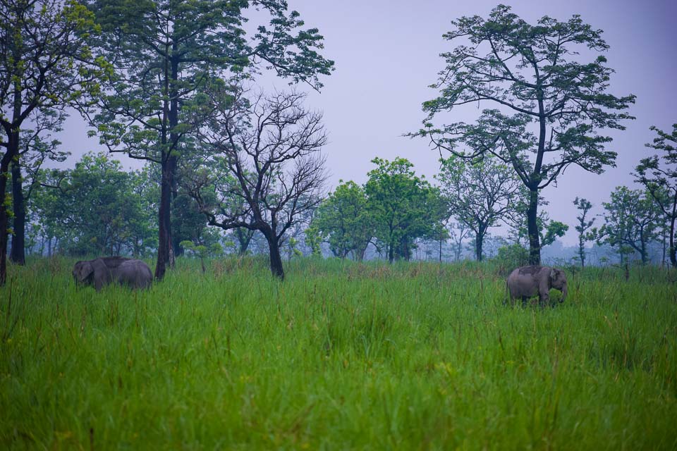 dancing elephants at manas National park India