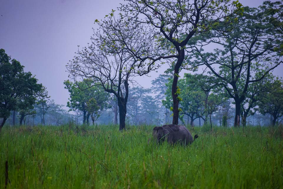 safari experience at Assam. Manas National Park