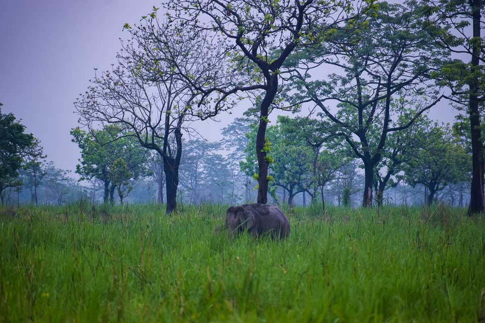 dance of elephnats: An intelligent Asian elephants at Manas National Park