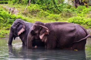 Asiatic elephants at the Manas National Park Assam. Bathing with Indian elephants, Assam