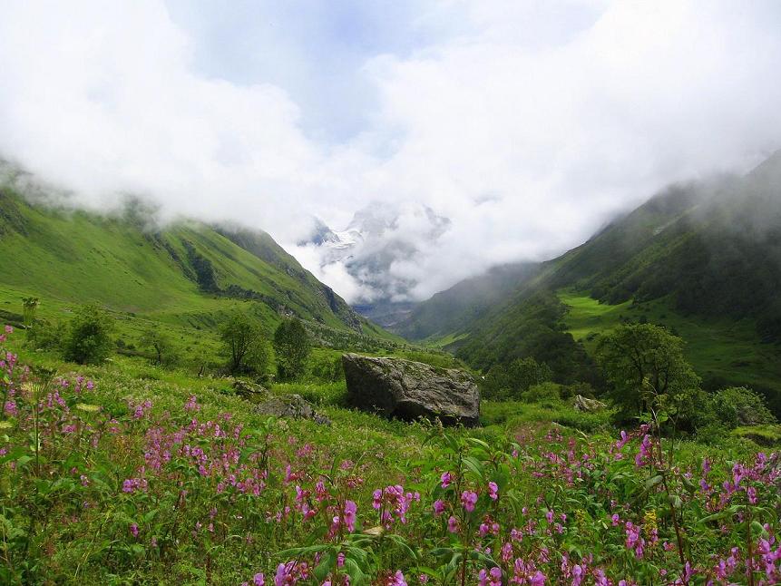 Valley of flowers