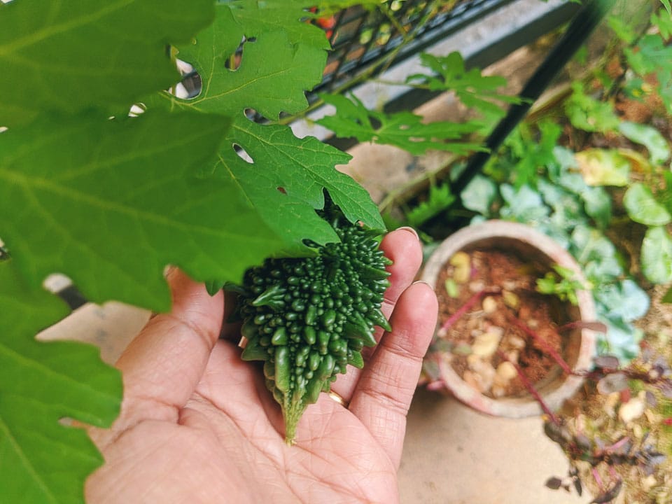 Kitchen garden and how to grow Ucche/ bitter gourd