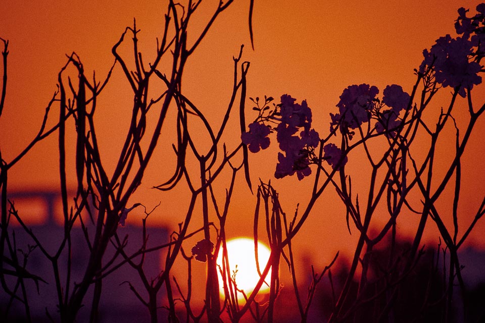 Jacaranda bloom in Bangalore: lockdown in bangalore sunrise