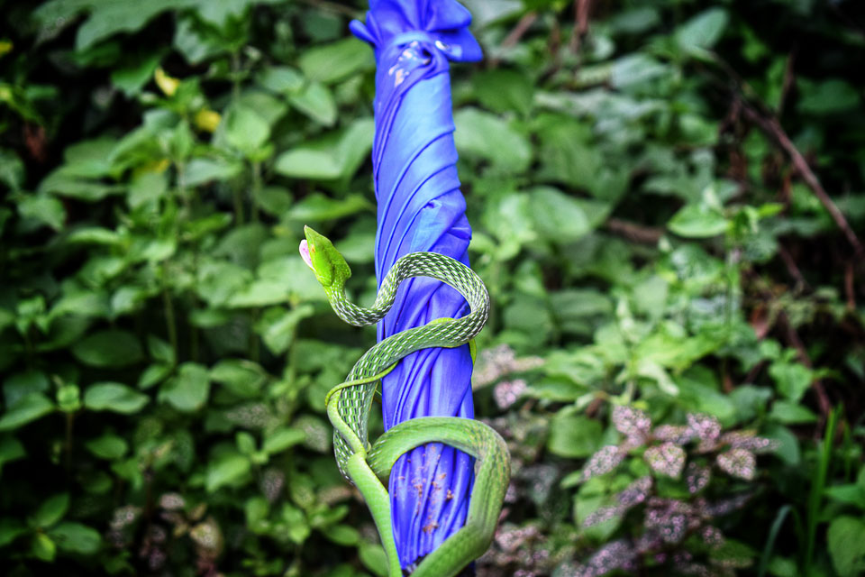 Green vine snane: wildlife at Coorg Rainforest in Karnataka