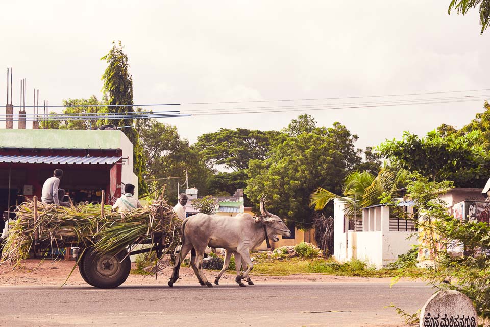 Ox cart in rural India: hampi street photography