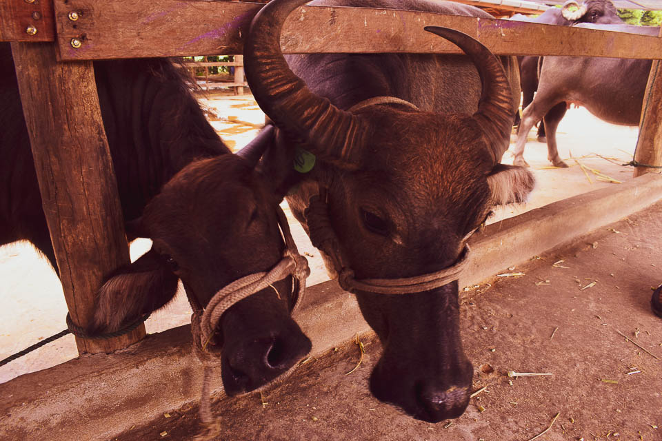 water buffalo dairy, luang Prabang