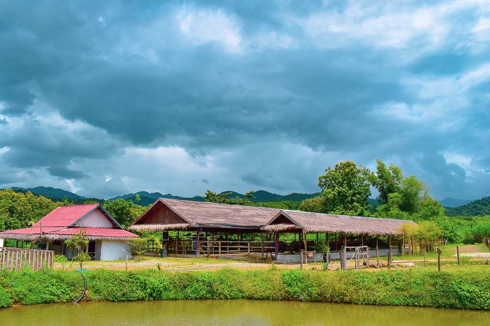 Laos Buffalo Dairy: travel guide to Luang prabang