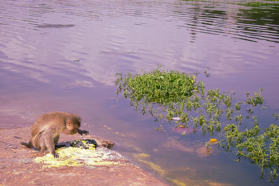 Monkey in hampi: human touches in the culture of Hampi