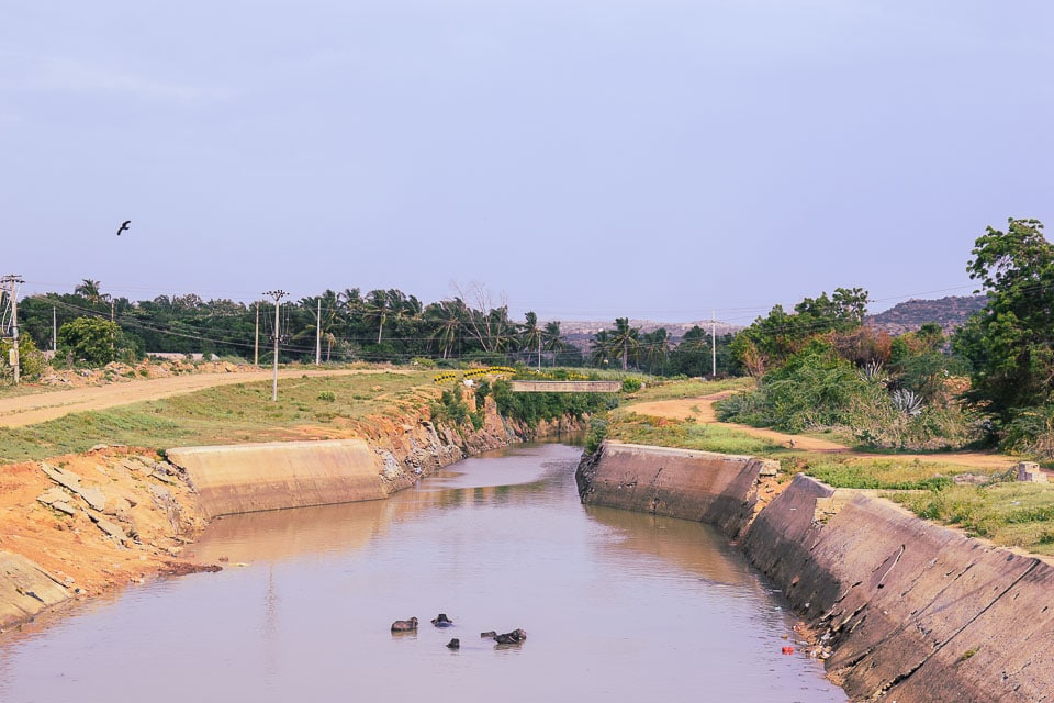 Water buffalo taking bath in water in rural India