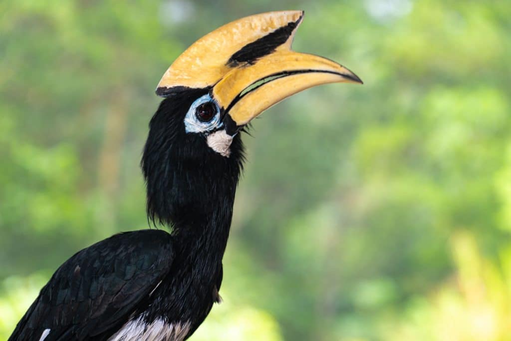 Where to see hornbills in Malaysia: Offbeat destinations at Pangkor Island