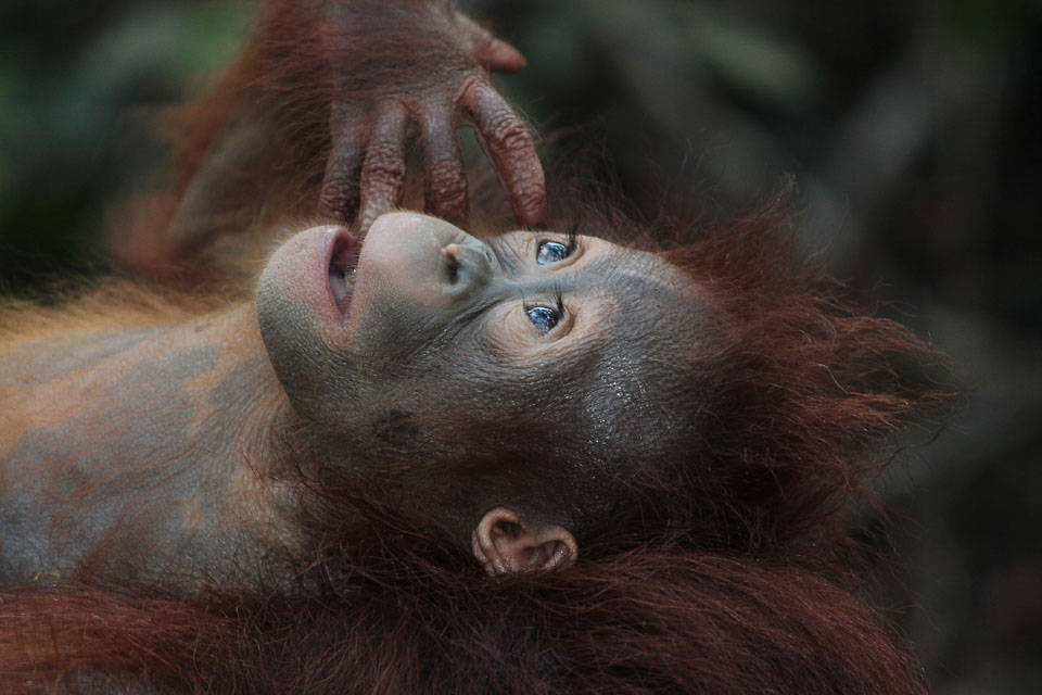 Orangutan: national parks in Malaysia, offbeat destinations