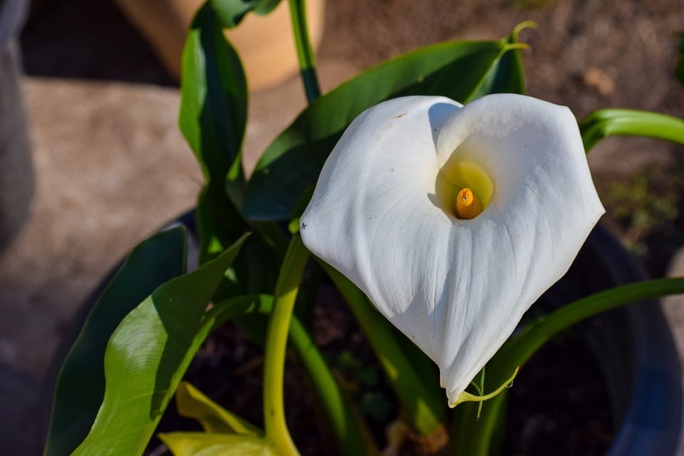 Flower bloom at Dirang valley