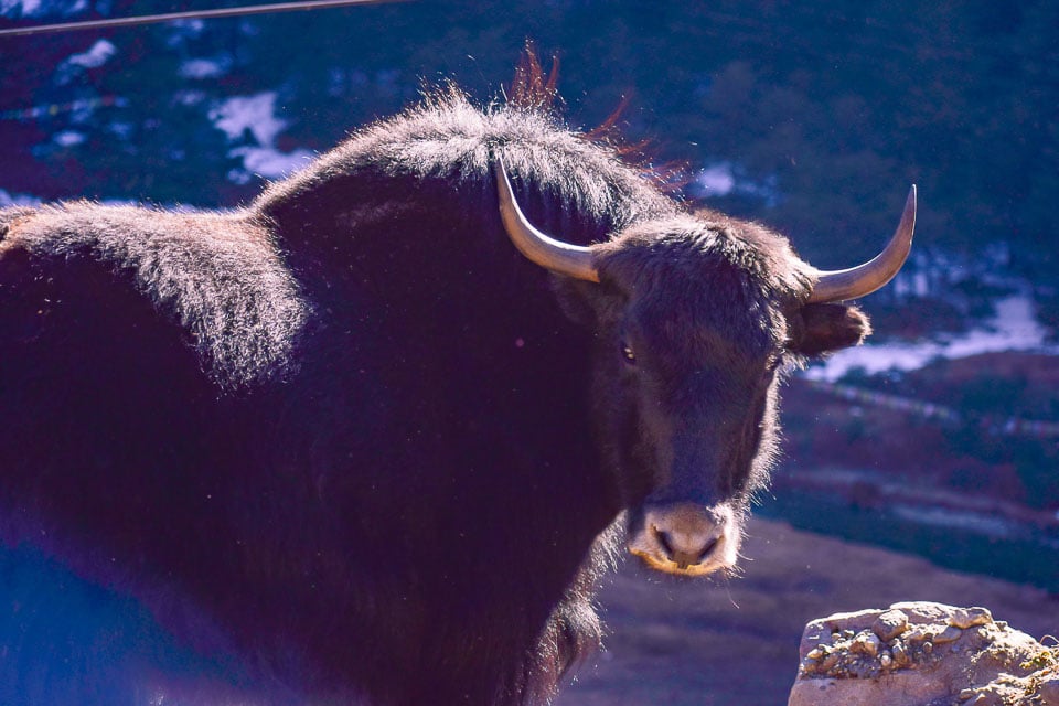 Yaks on the way to Tawang: travel guide to tawang, Arunachal Pradesh