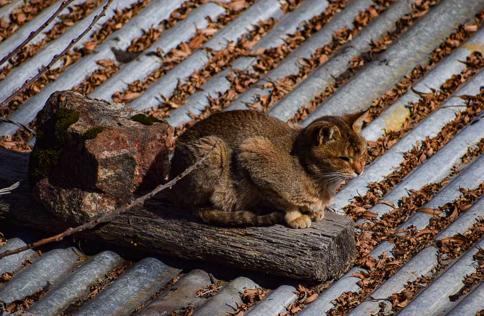 A cat basks under bright sun at Tawang