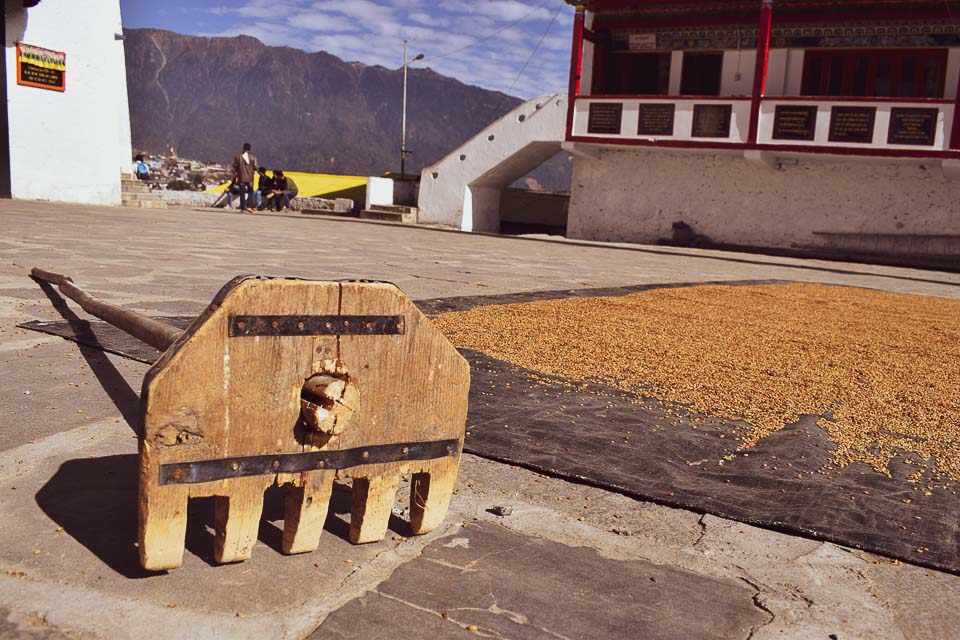 corn being sundried at the Tibetan Monastery