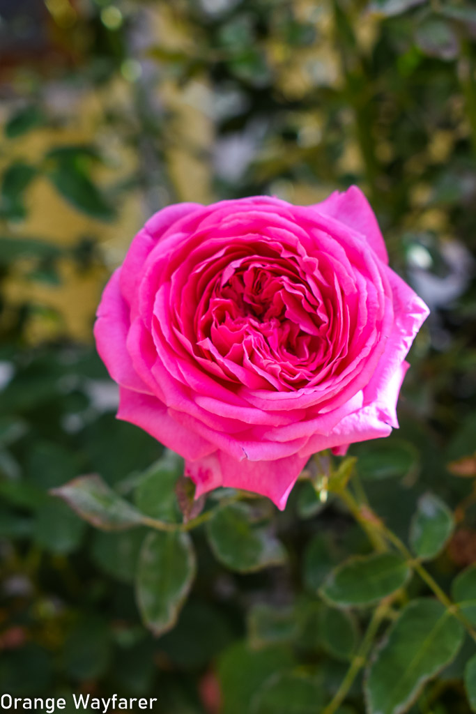 bloom in Ladakh during summer: Pink rose bud