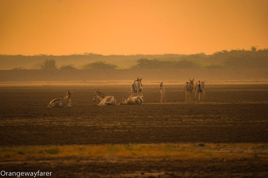 Wild Ass Sanctuary of Little Rann of Kutch