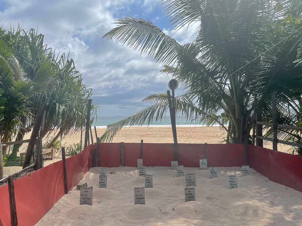 Turtle hatchery at a beach from Negombo