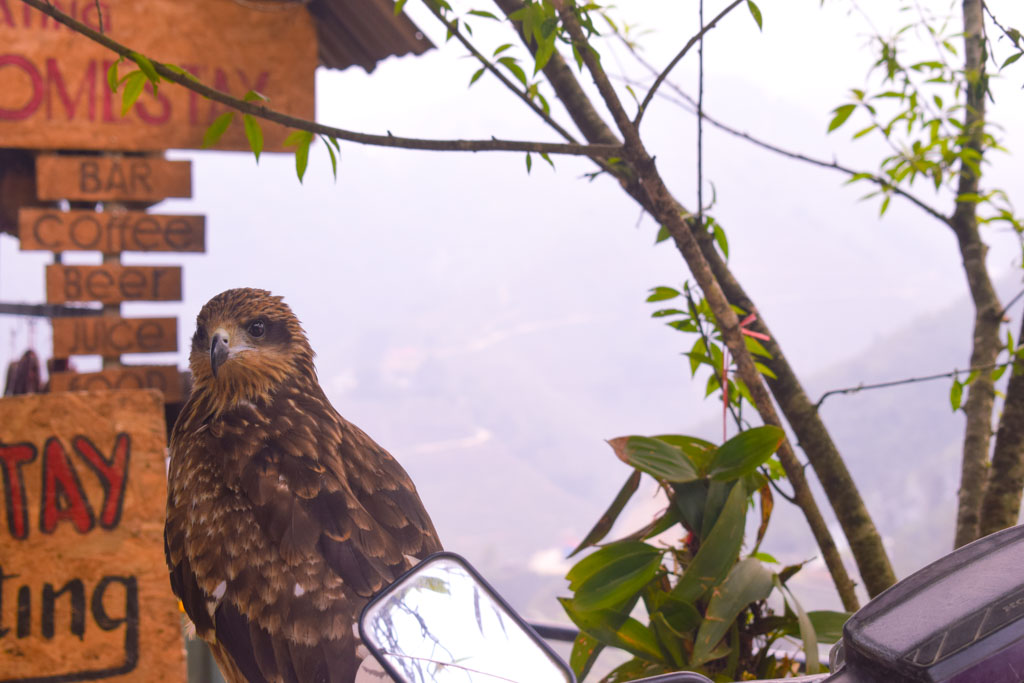 golden eagle Sapa Vietnam