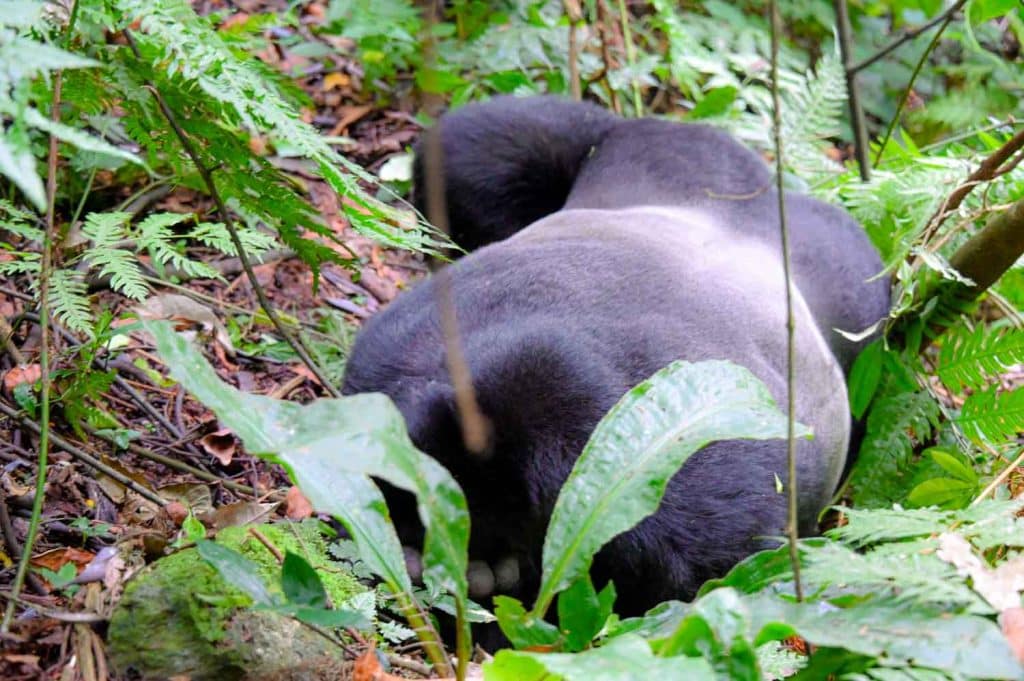 A sleeping Silverback Mountain Gorilla