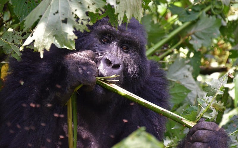 Mountain Gorilla Trekking at Bwindi National Park Uganda